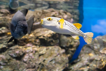 水族館のシマフグ