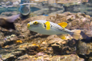 水族館のシマフグ