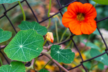 ORANGE AUTUMN FLOWERS NASTURTIUMS WITH GREEN LEAVES AT THE NETWORK FENCE IN THE GARDEN