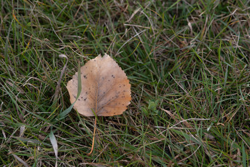 leaf in the grass
