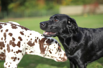 Labrador und Dalmatiner spielen