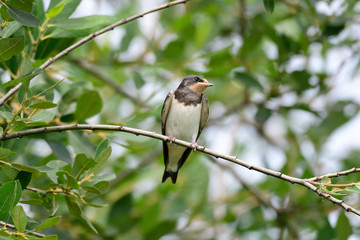 Junge Rauchschwalben