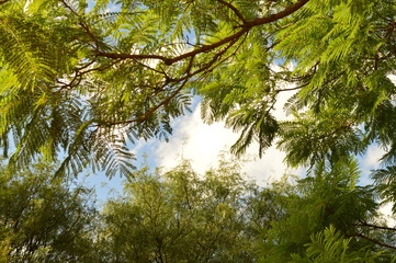 Cielo de Monte 