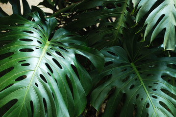 Folhas da planta costela de adão 