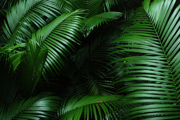 Folhas de Palmito Jussara brasil © jorgedarocha