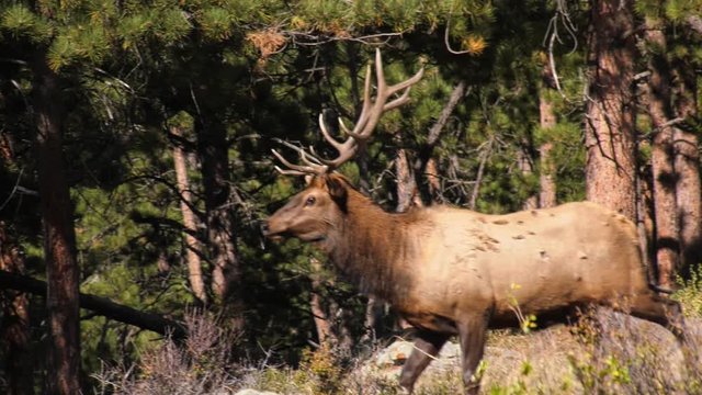 Young bull elk scarred from battle walking in a sunny area