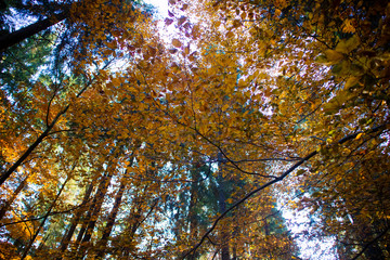 Yellow tree in autumn. Autumn forest.