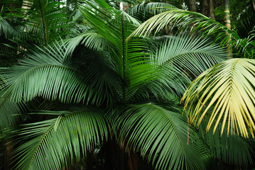 Folhas de palmeira brasileira 