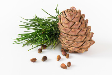 isolate, composition, pine cone, pine nuts and cedar branch on a white background