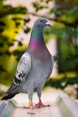 homing pigeon standing on home loft roof
