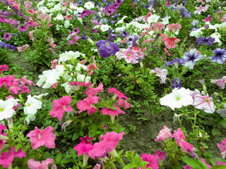 Beautiful flowers in the city of Sochi