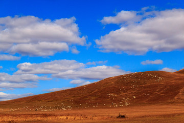 Fototapeta na wymiar grassland and blue sky, Grazing sheep in the meadow grass.