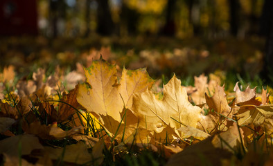 Bright yellow maple's leaves on green grass. Beautiful carpet of fallen leaves in park in sunny day.