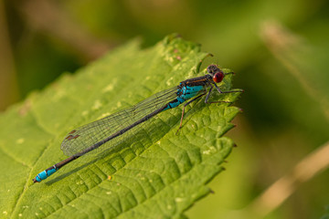 Red-eyed Damselfly on leaf