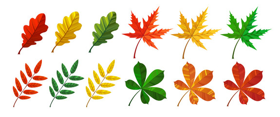 Set of colorful autumn leaves vector. Yellow, green, ornge and red dry foliage isolated on white background.