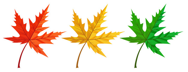  Set of colorful autumn maple leaf vector. Yellow, green and orange isolated on white background.