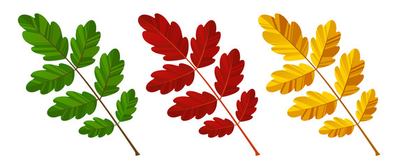  Set of colorful autumn oak leaf vector. Yellow, green and red isolated on white background.
