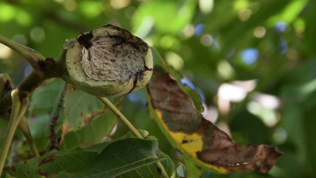 Open empty green nut shell on tree branch