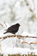 Blackbird on a branch with snow