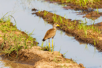 African Wattled lapwing standing at the water in a wetland