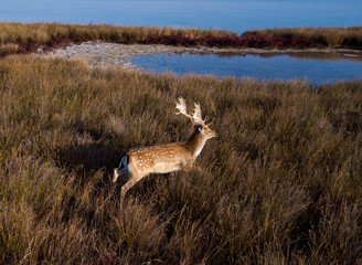 aerial view of deers on the lakeshore, sika deers in the autumn steppe, Herd of deer in autumn...