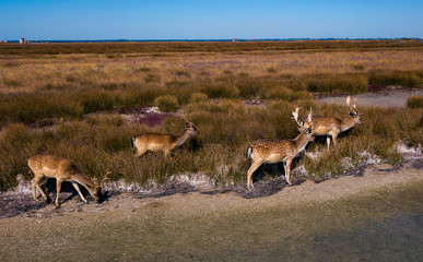 aerial view of deers in the autumn steppe, sika deers in the autumn steppe, Herd of deer in autumn steppe aerial, aerial view of deers in the wild