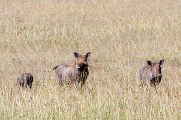 Fototapeta na wymiar Flock with wild Warthog in the grass