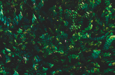 Fototapeta na wymiar Green Leaves Plant Wall Background