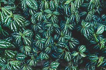 Naklejka na ściany i meble Close-up Plant Green Leaves Texture