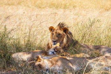 Lion flock with a guarding male lion