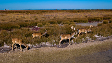 aerial view of deers in the autumn steppe, sika deers in the autumn steppe, Herd of deer in autumn...