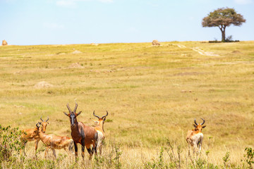 Naklejka na ściany i meble Hartebeest in the african savanna and a single tree