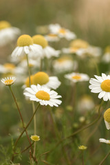 Wild chamomile fllowers close up