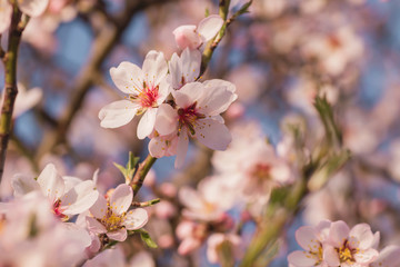 Detail of almond tree blossom