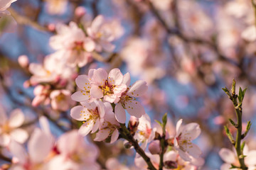 Almond tree springtime flowers blossom