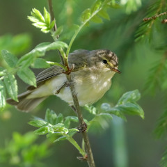 Common Chiffchaff