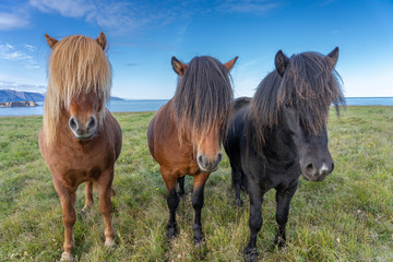 funny iceland ponies with a stylish haircut grazing on a pasture in northern Iceland