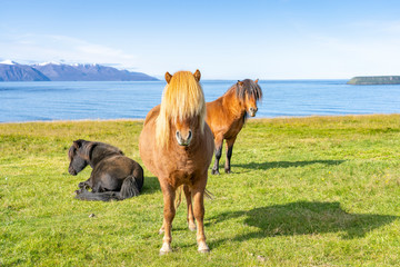 funny iceland ponies with a stylish haircut grazing on a pasture in northern Iceland - obrazy, fototapety, plakaty