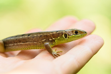 European green lizard (Lacerta bilineata) in hand