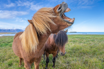 funny iceland ponies with a stylish haircut grazing on a pasture in northern Iceland
