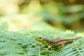 European green lizard (Lacerta bilineata) in nature.