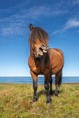 funny iceland ponies with a stylish haircut grazing on a pasture in northern Iceland