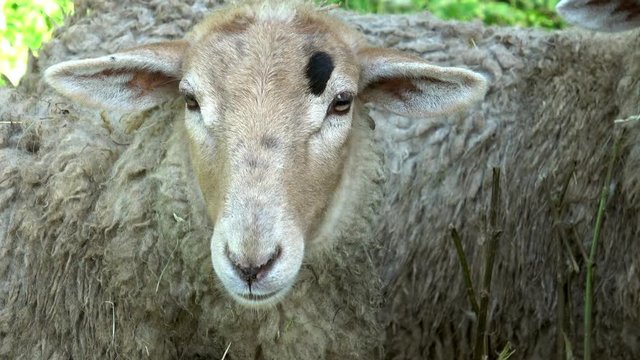 Close up of two sheep looking on farmland