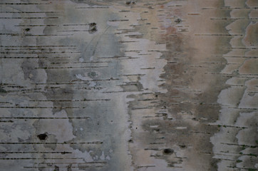 old birch bark background