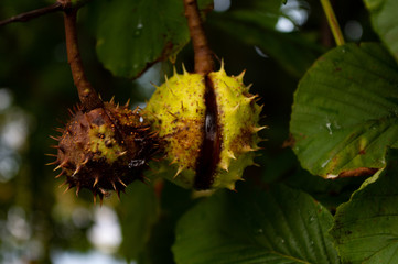 horse chestnut on a tree
