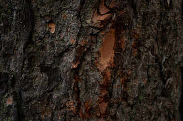 old tree bark