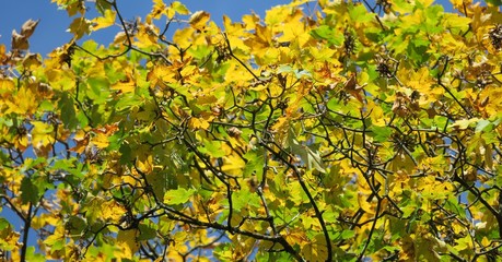 Feuilles aux couleurs d’automne
