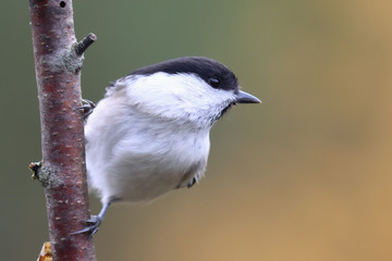 willow tit