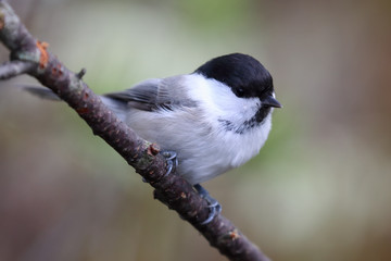 Obraz premium willow tit