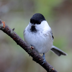 willow tit